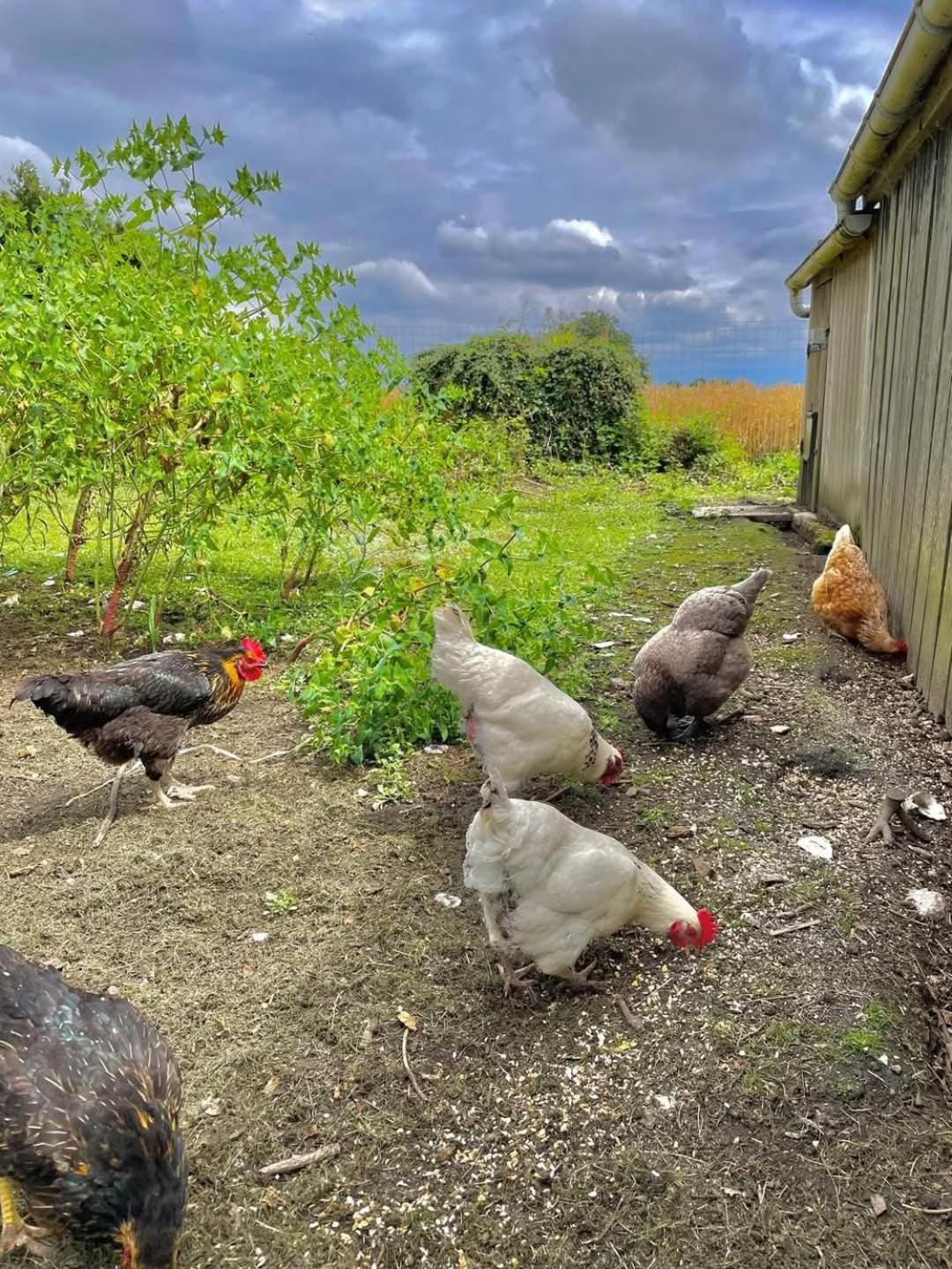 Gite Des Etourniaux La Poterie-Mathieu Dış mekan fotoğraf